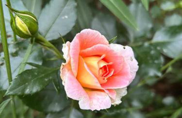 Apartment with a terrace Forest Home Lullula - Photo 50