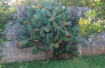 Residence Il Giunco - Foto 14