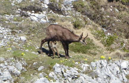 FW Weissensee - Foto 37