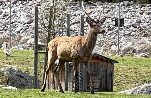 Chalet Erika: che vista! - Foto 18