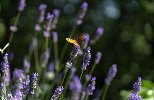 Apartments Srdanovic - Photo 42