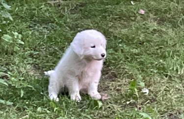 Agriturismo Antica Corte - Foto 12