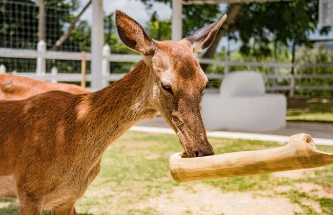 Eco Park Punta Cana Trip - Photo 4