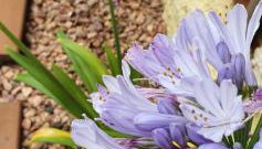 Linda casa com piscina 50m praia - Foto 5, Garden