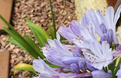 Linda casa com piscina 50m praia - Foto 5