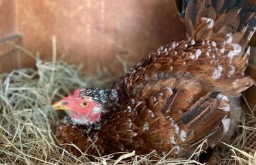 Chácara PALOMA - Foto 32