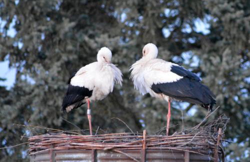 Ferienwohnung am Storchennest in Burkau - Foto 1