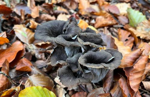 Gite LA FLEUR DE SEINE - Foto 46