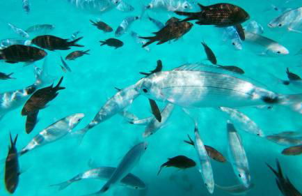 Mar y Sol San Teodoro Lu Fraili - Foto 31