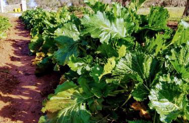 Masseria Cataldo - Foto 20