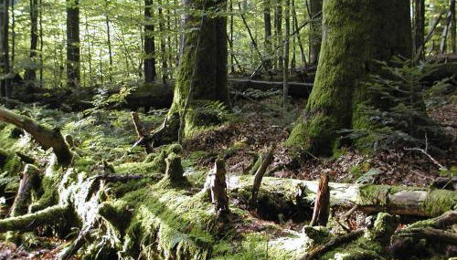 Ferienwohnungen Haus Rachel - Foto 5