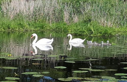 Łabądkowo - Foto 14