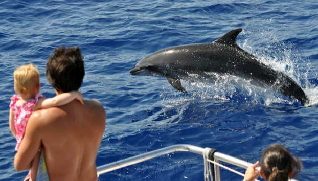 Avistamento de golfinhos