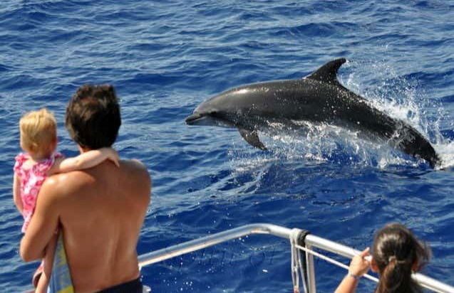 Avistamiento de delfines y ballenas en barco con fondo de cristal - Foto 2