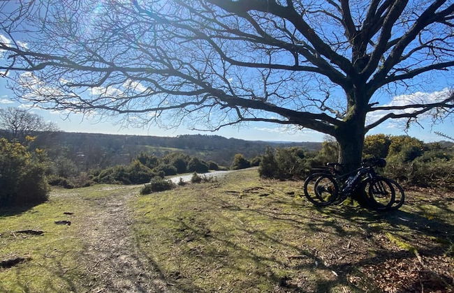 Forest Palms - Foto 36