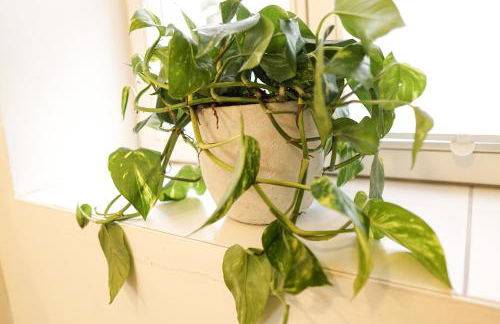 HOMY I Altbaucharme Netflix und WLAN - Foto 7