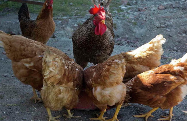 Escape to Vineyards, Elba - Foto 29