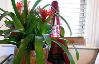 The Pearl-Lovely Victorian Home with Bed and Breakfast Energy - Foto 29