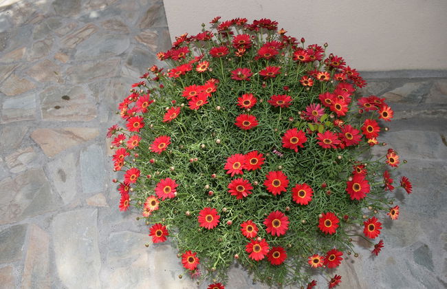 Rina's House Meteora - Foto 30