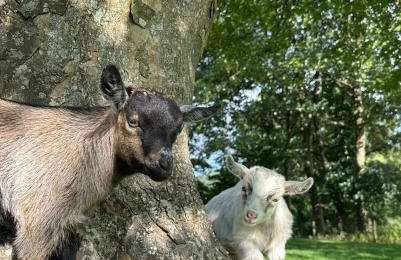 Tregolls Farm Cottages - Foto 13