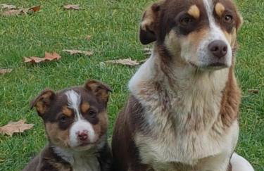 Apartament w lesie z balią - Foto 13