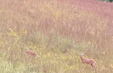 Home in the Heart of W.V. Adventure Country! - Photo 60