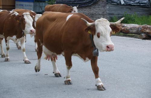 Residence Vajolet San Cassiano - Photo 39