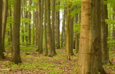 Villa Charlotte - Foto 38