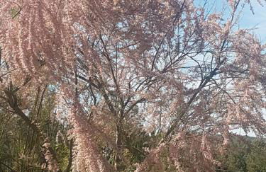 Cantinho das Barrocas - Foto 17