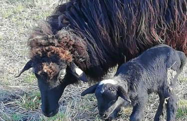 Wunderschöne 3-Zimmerwohnung auf dem Bauernhof - Foto 30