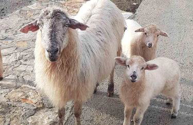 App Bonić - Foto 57