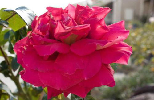 1BR Trendy Basement Apt with Laundry & Parking - Central Trendy - Foto 20