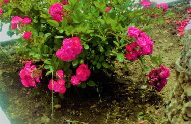 Maria's Paradise - Foto 37