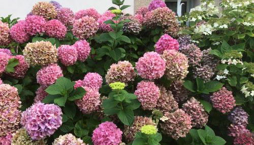 Kerellouan Family house 8 near Beach Cap Frehel - Foto 2, Garden view