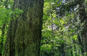 Rutland Hill Farmhouse - Foto 46