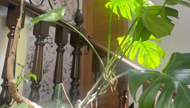 Alojamiento Rural Monterey - Foto 5