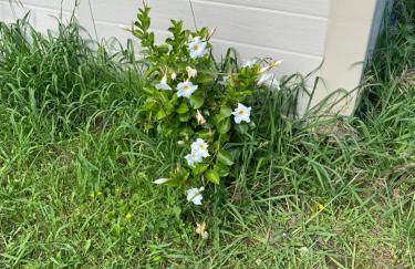 Appartement calme entre Côte Basque et Landes - Foto 22