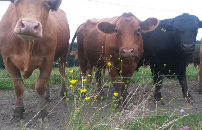 Richter 2 Comfortable Holiday Residence - Photo 11