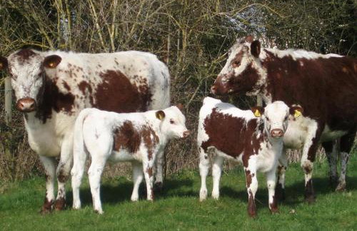 3 Bed in All Saints South Elmham oc-sfspw - Foto 18