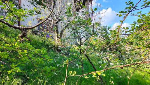 Villa Rosa Perla - Lake Como - Schignano - Foto 2, Garden, Garden view