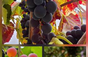 Exotic Tropical Palace - ComfyHome Apartments Stuttgart - Foto 69