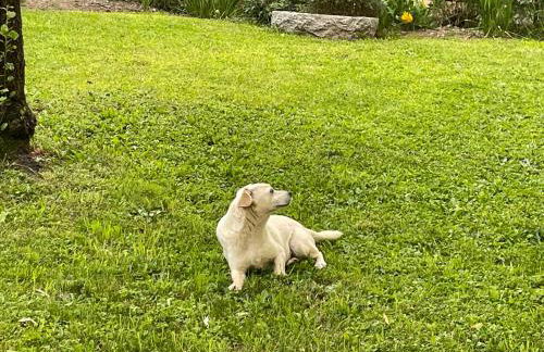 Family House - Foto 40