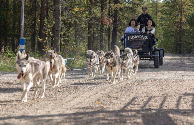Paseo en trineo de perros husky por Rovaniemi - Foto 6