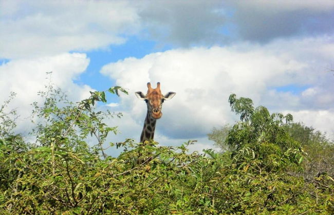 Holiday Home in Hoedspruit With Private Pool - Photo 32