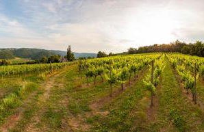 Fattoria Le Vegre - Foto 32