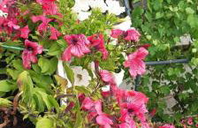 Apartman Tina - Photo 11