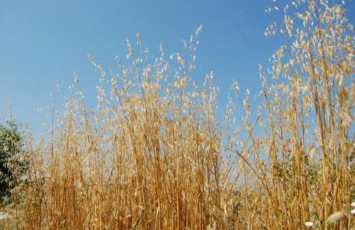 Agriturismo La Vecchia Fattoria - Foto 92