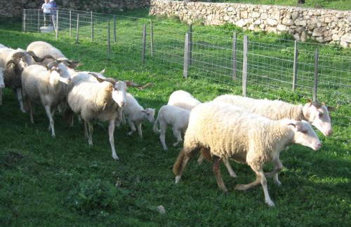 Risoturismo-Quinta das Pias - Holiday Farm - Foto 49