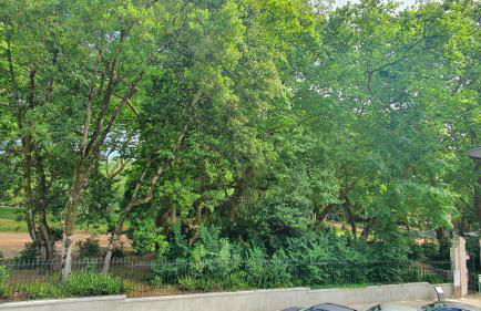 Caldas da Rainha's Green & White - Foto 9