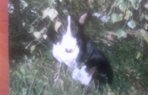 MD- Bukau, City, chic, Erdgeschoss, BESTPREIS- Leistung, für 1-5 Personen, 1 Dreibettzimmer, 1 Doppelzimmer 79 qm , Küche, Bad - Foto 37